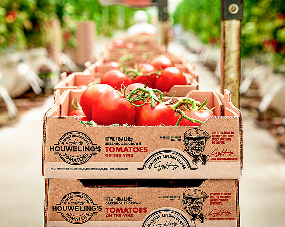 Several boxes of harvested tomatoes stacked on a conveyor in the Houweling's Tomatoes greenhouse.