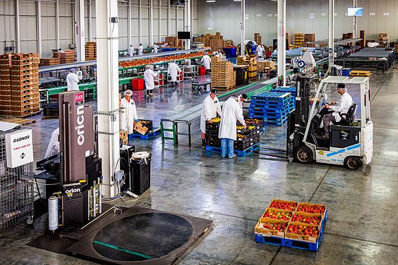 Employees at work in Houweling's Tomatoes shipping warehouse.