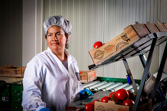 Hispanic lady sorts and packs tomatoes for shipping.