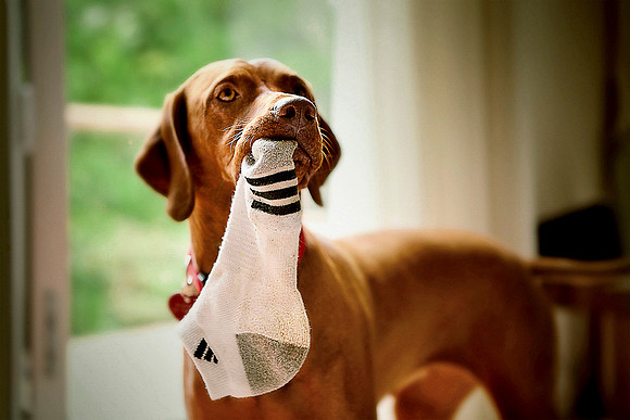 Hungarian Vizsla dog steals a sock from a visitor’s luggage.