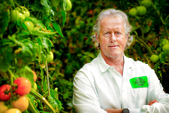 Portrait of Arie van der Giessen of Houwelings Tomatoes in the greenhouse.