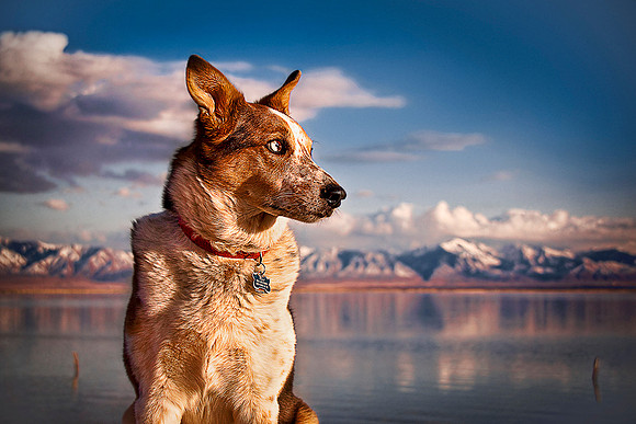 Ulli the Dog on Stansbury Island looks toward sun.