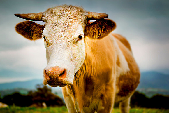 Closeup of steer in pasture in Australia.